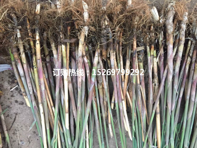 微山湖芦苇苗 芦苇种苗 芦苇苗价格低 专业承接芦苇种植 经验丰富 销售各种水生植物示例图1