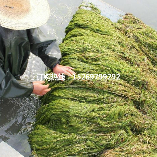 苦草  苦草苗  承接苦草种植   狐尾藻 菹草 轮叶黑藻  销售各种沉水植物示例图16