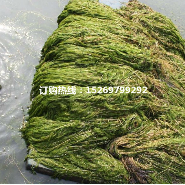 黑藻批发  黑藻种苗  轮叶黑藻  承接轮叶黑藻种植 销售各种沉水植物示例图8
