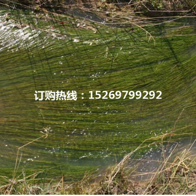 黑藻批发  黑藻种苗  轮叶黑藻  承接轮叶黑藻种植 销售各种沉水植物示例图18
