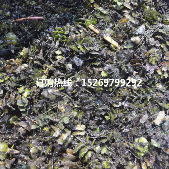 黑藻批发  黑藻种苗  轮叶黑藻  承接轮叶黑藻种植 销售各种沉水植物示例图24