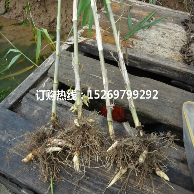 芦竹 芦竹苗 专业承接芦竹种植 销售各种水生植物示例图5