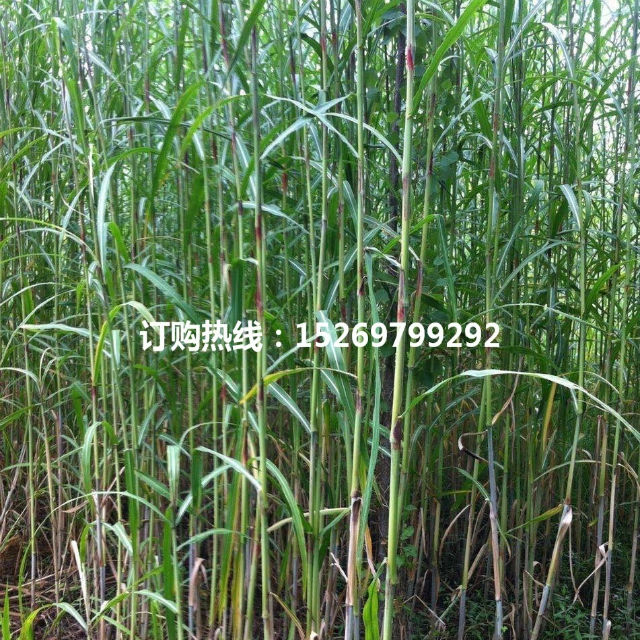 芦竹 芦竹苗 专业承接芦竹种植 销售各种水生植物示例图8