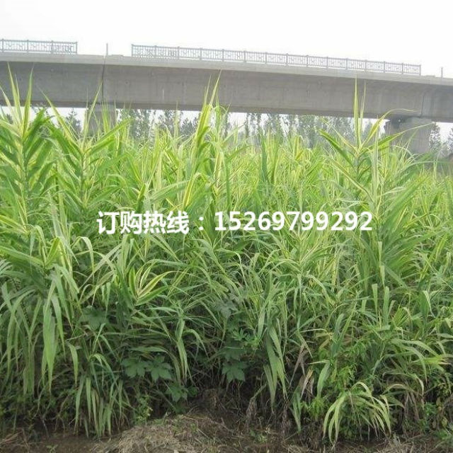 芦竹 芦竹苗 专业承接芦竹种植 销售各种水生植物示例图9