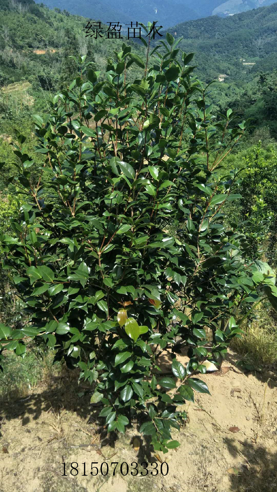 茶花高度2米小灌丛批发 农户自种自销大量供应绿化 优良地苗小苗示例图8