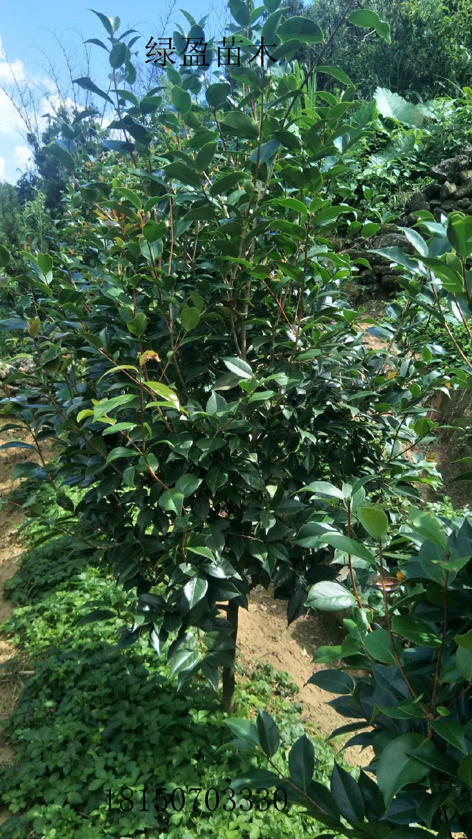 茶花高度2米小灌丛批发 农户自种自销大量供应绿化 优良地苗小苗示例图4
