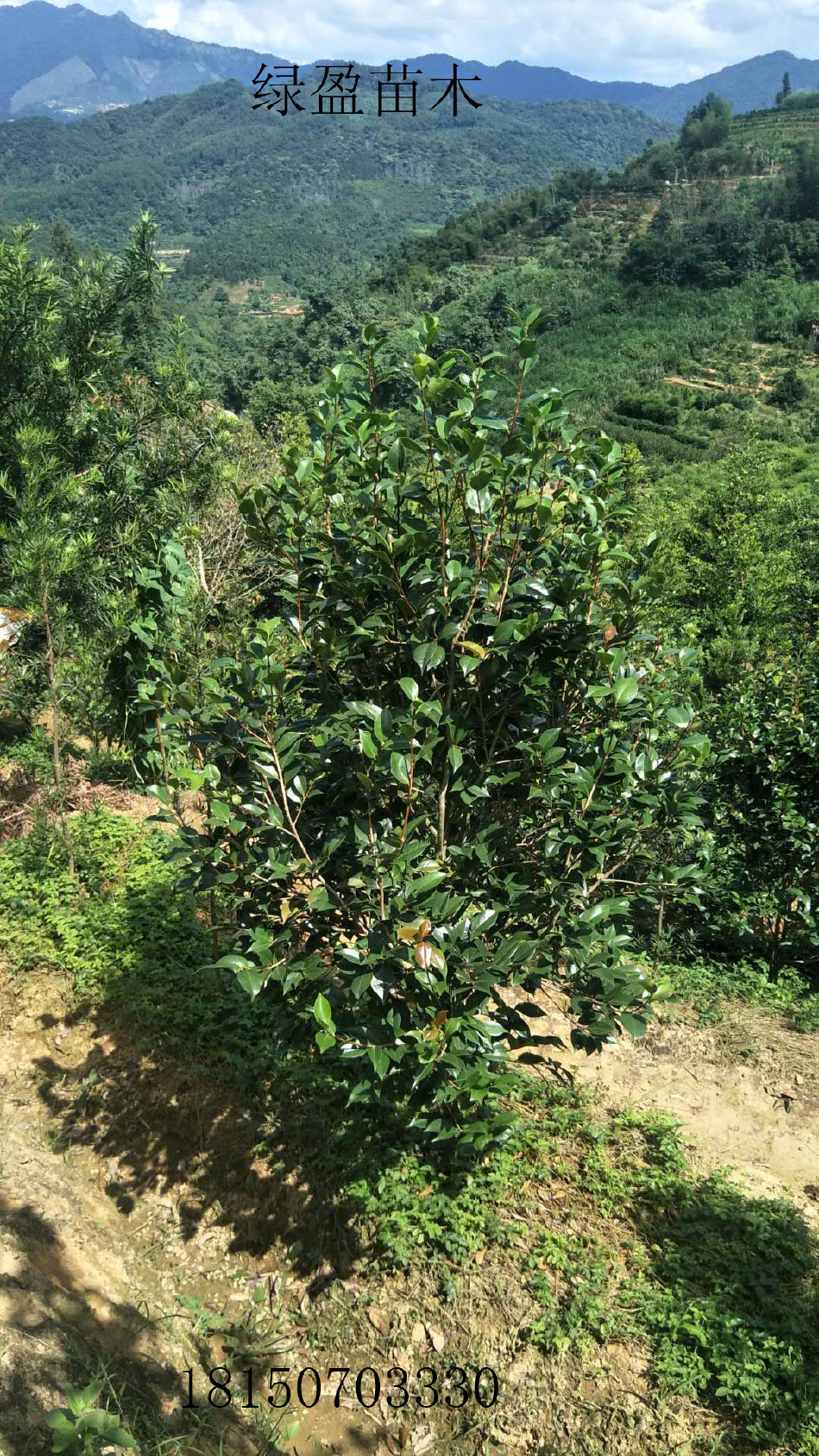 茶花高度2米小灌丛批发 农户自种自销大量供应绿化 优良地苗小苗示例图3