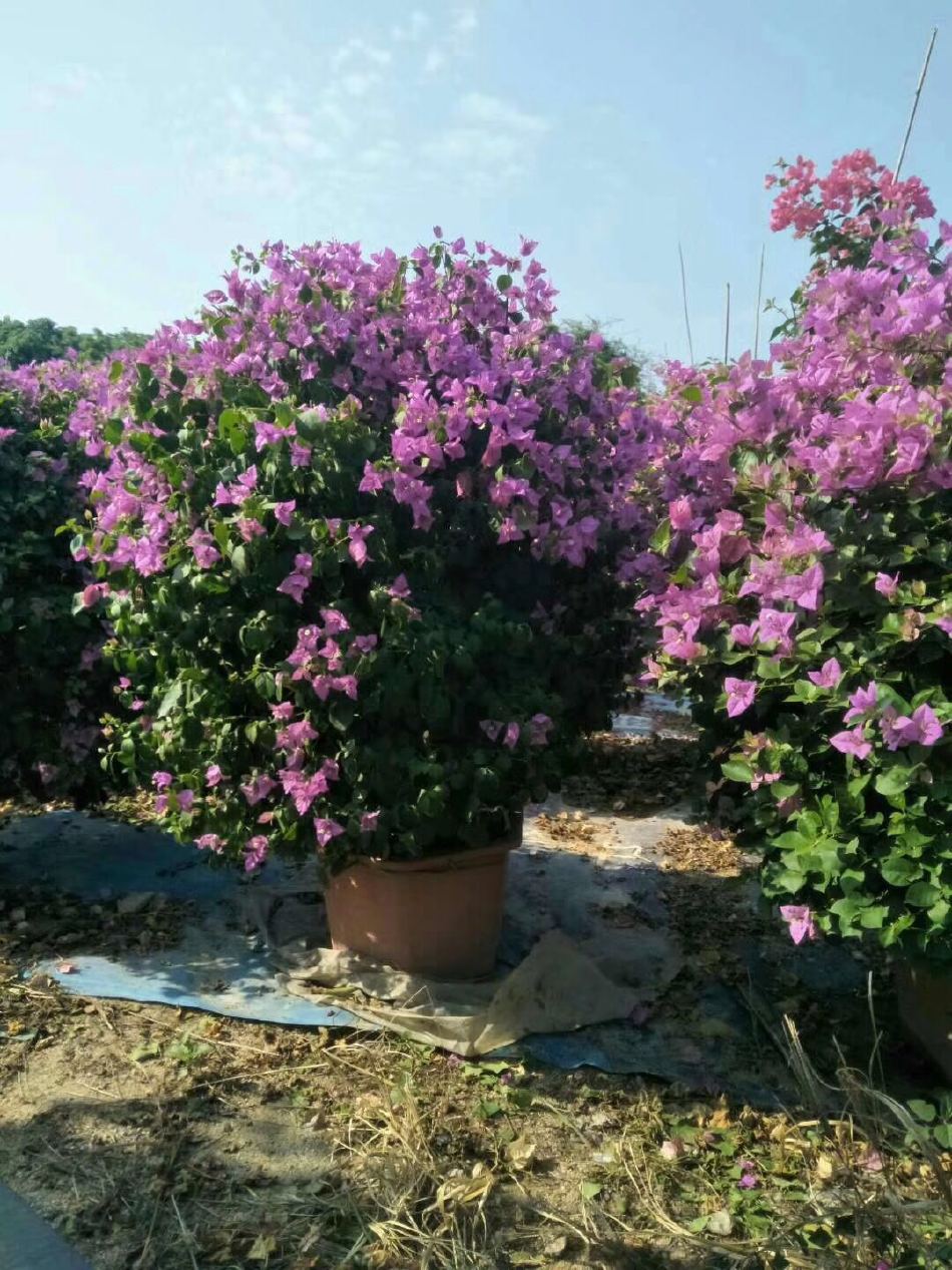 紫花三角梅，基地*，三角梅种类多室外盆栽批发价示例图4