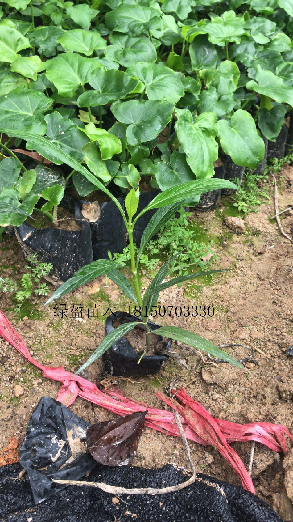 福建省供应紫花翠芦莉高度20厘米 紫花翠芦莉价格 大型种植场地被小苗批发示例图5