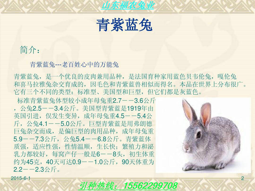 山东诚信厂家供应纯种青紫蓝兔种母兔肉价格比利时兔新西兰肉兔公羊兔