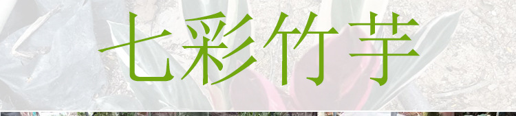 七彩竹芋家居盆栽 七彩竹芋袋苗假植冠幅25-30cm 七彩竹芋工程用示例图1
