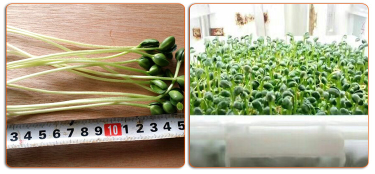 重庆芽苗菜发芽机怎么卖 商用全自动芽苗菜机 生花生芽的机器示例图13