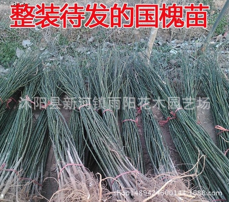 供应工程绿化国槐树苗 国槐小苗 规格齐全国槐苗 价格合理国槐苗示例图3