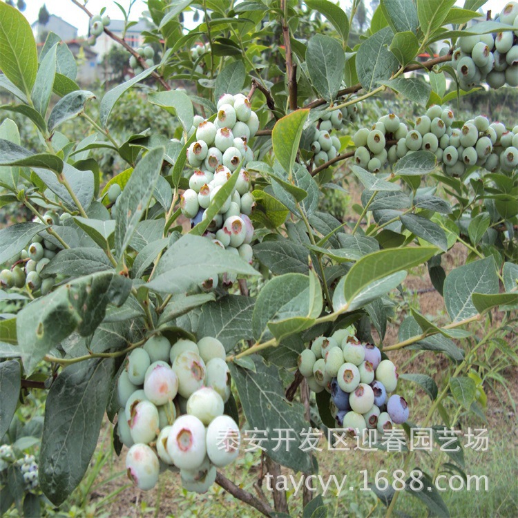 苗圃出售三年兔眼蓝莓苗 薄雾蓝莓苗价格 盆栽蓝莓果树苗 蓝莓苗示例图7