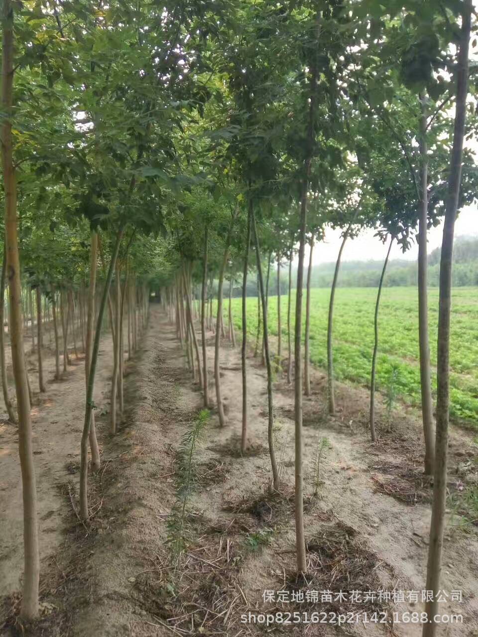 河北保定复叶槭基地，专业供应绿叶，金叶复叶槭树苗3-10公分示例图4