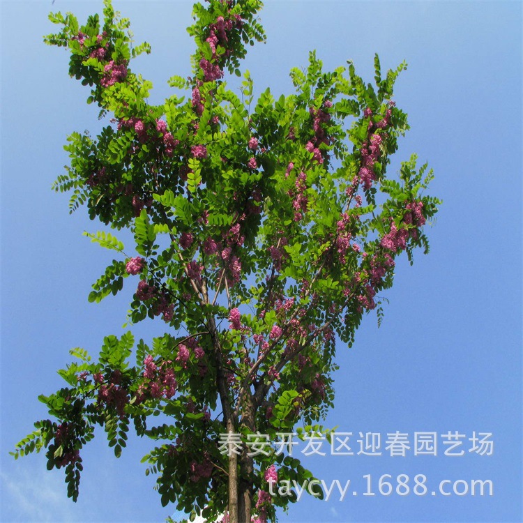 香花槐小树出售 1~5公分 大面积种植基地 哪里有卖1公分香花槐的示例图8