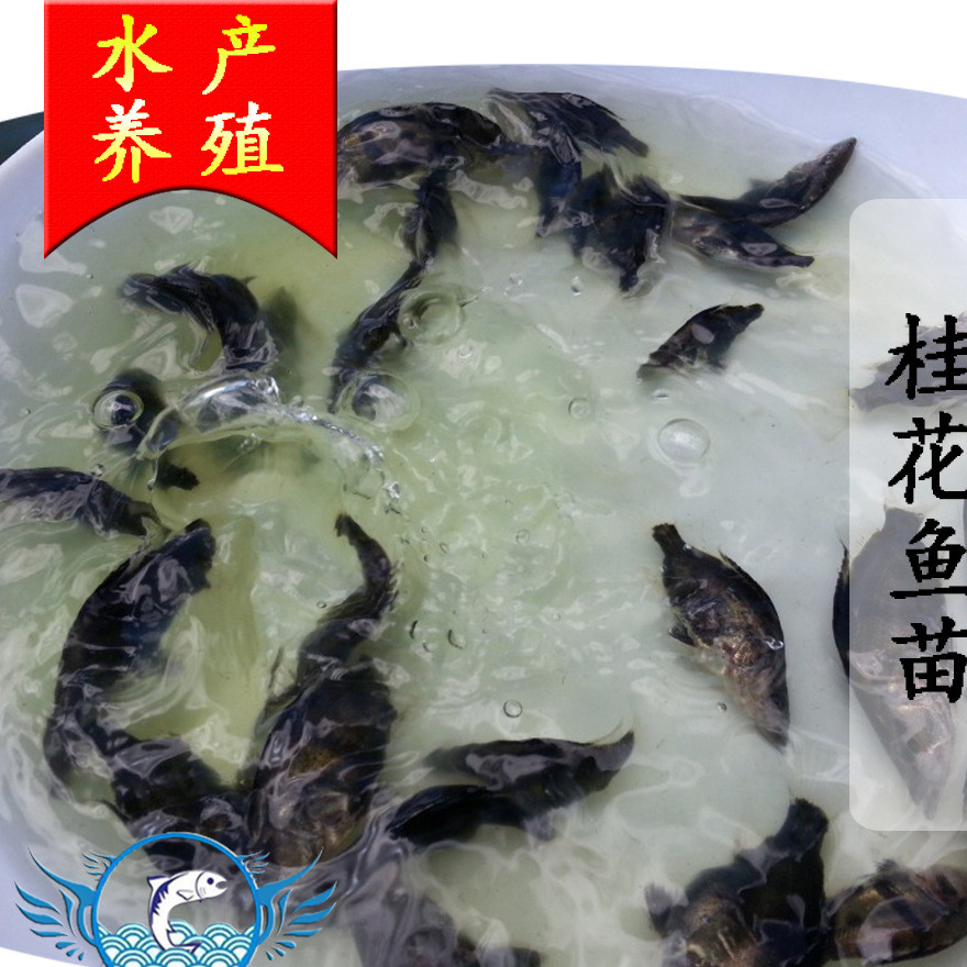 广东鸭嘴鱼苗供应、清远丁桂鱼苗养殖、腾海鱼苗供应商家示例图1