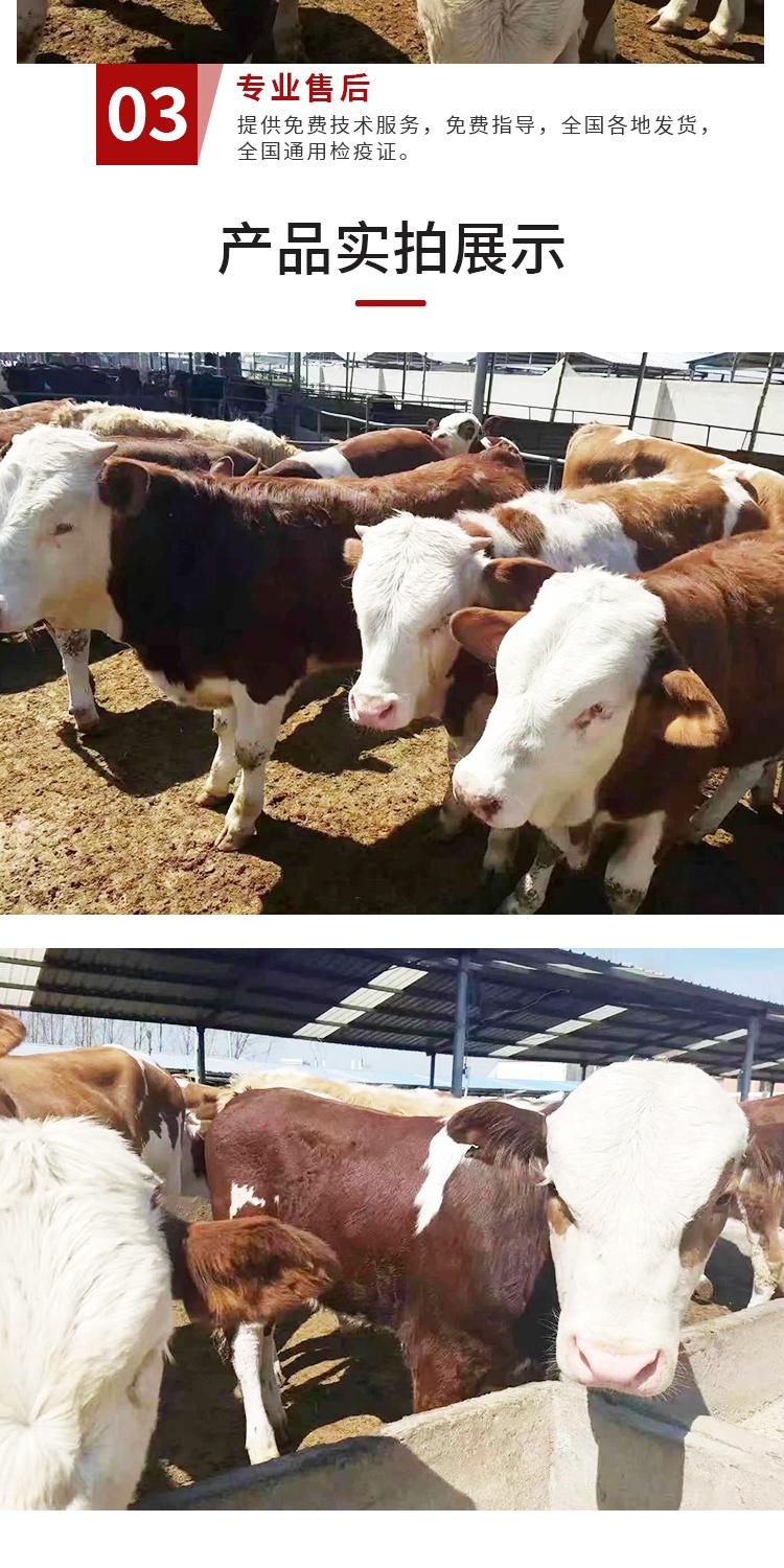 种牛西门塔尔牛 300斤西门塔尔牛价格 通凯 自繁自养 改良小母牛犊示例图5