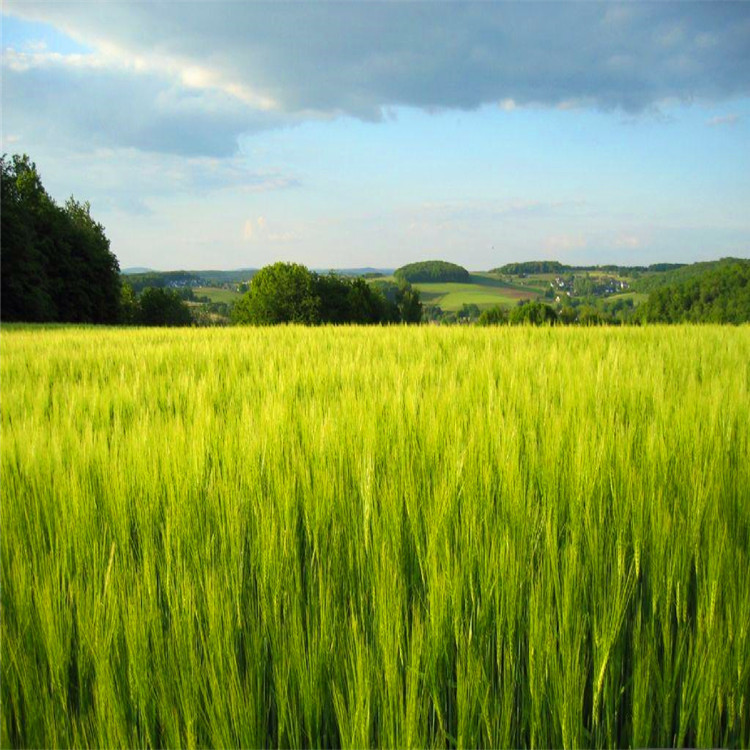 厂家批发大麦 特级带壳大麦 优质精选大麦米饲料农作物示例图8