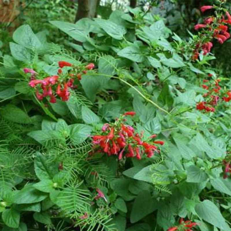 一串红唇盆栽花草种子批发 矮串红花种子 春秋四季播易种花卉种子示例图4