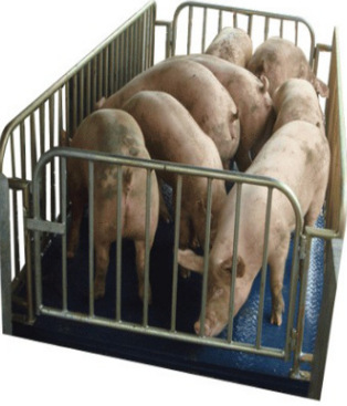猪场专用的称重设备、活体动物秤、上海专用生产牲畜秤厂家示例图2