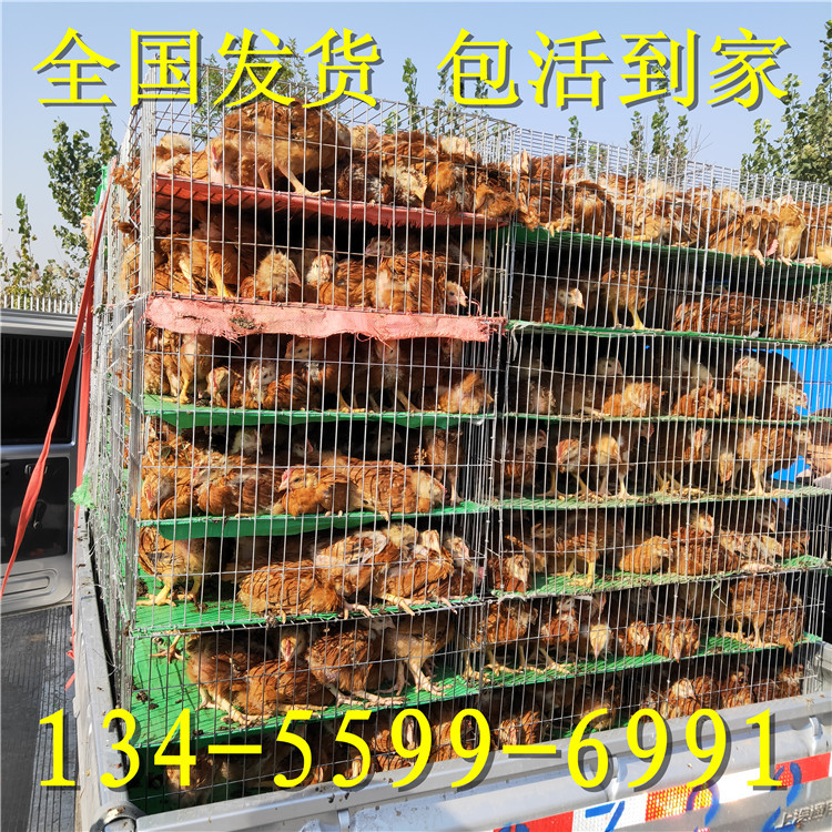 纯种红玉鸡苗价格 龙翔 出售批发 大棚养红玉鸡苗 红玉鸡孵化场示例图15