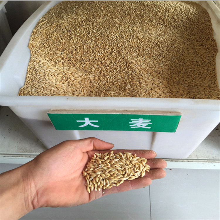 厂家批发大麦 特级带壳大麦 优质精选大麦米饲料农作物示例图13