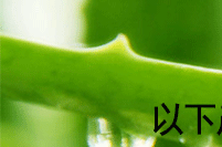 库拉索芦荟提取物 10:1 专业厂家现货供应芦荟叶提取物高度浓缩粉示例图1