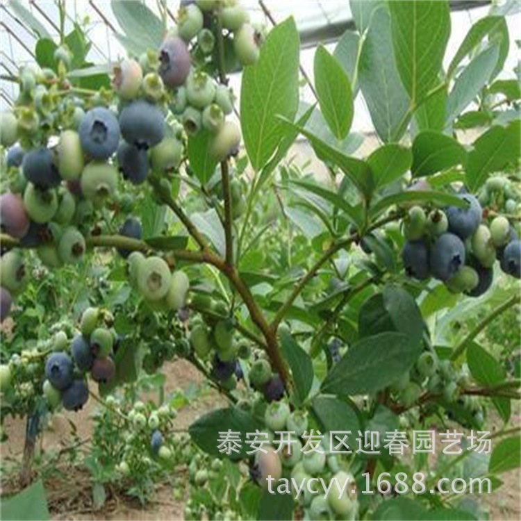苗圃出售三年兔眼蓝莓苗 薄雾蓝莓苗价格 盆栽蓝莓果树苗 蓝莓苗示例图10