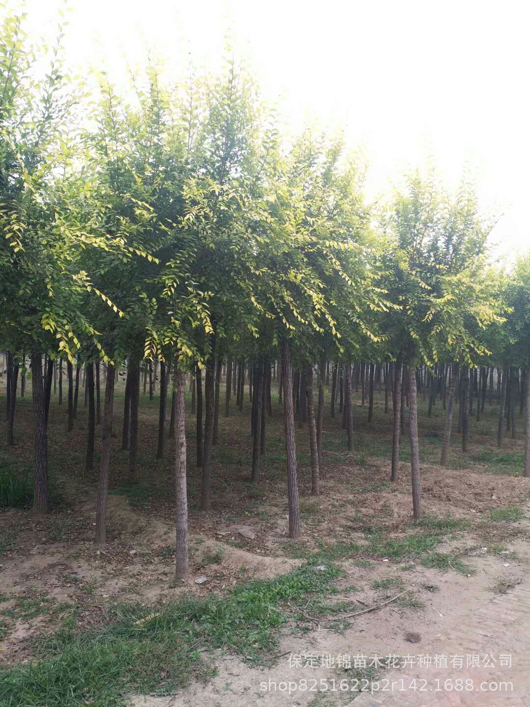 苗圃直销金叶榆，彩叶耐寒品种3-20公分，低价出售金叶榆 量大示例图9