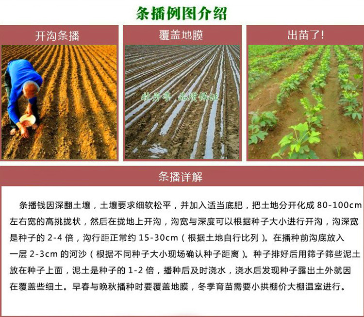 批发小米 小谷子种子 发芽率高 优质高产农作物 货源足 量大从优示例图21