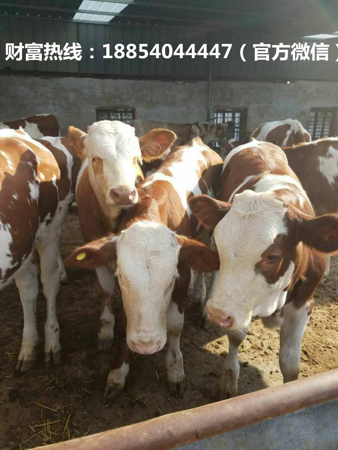 西门塔尔牛小牛犊养殖场，西门塔尔牛肉牛苗的价格 肉牛养殖示例图5