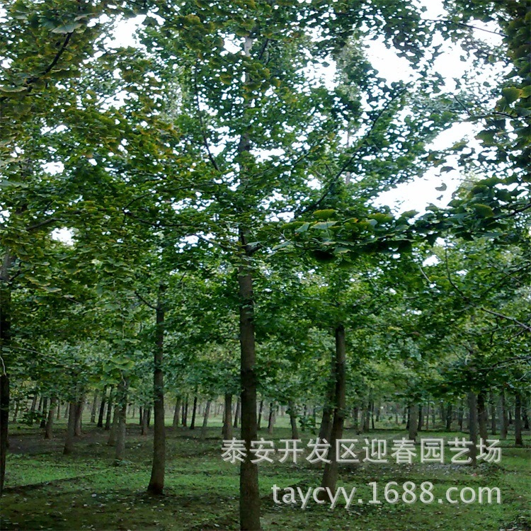 哪里有大量银杏树出售 山东1公分银杏树价格 嫁接银杏树价格示例图5