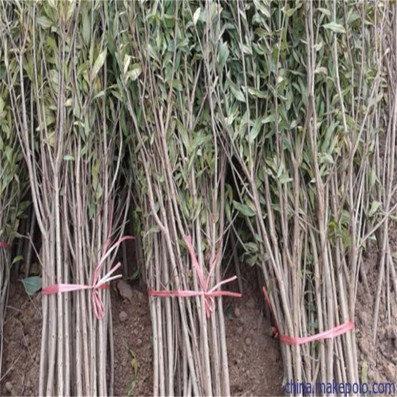 石榴树介绍哪种石榴产量高石榴适合什么地区种植石榴石品种有哪些示例图5