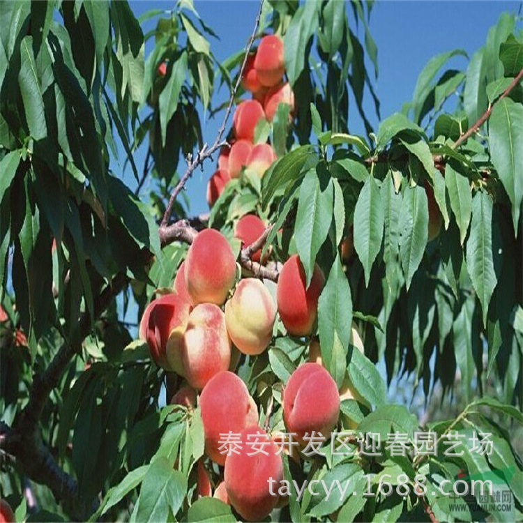 早熟桃树基地 批发胭脂脆血桃树  晚熟占地冬桃树价格 大量出售示例图4