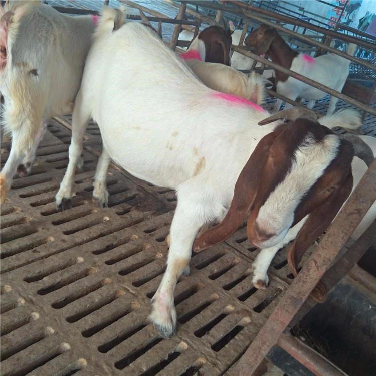 波尔山羊母羊 新疆喀什地区波尔山羊种苗价格 通凯 包邮