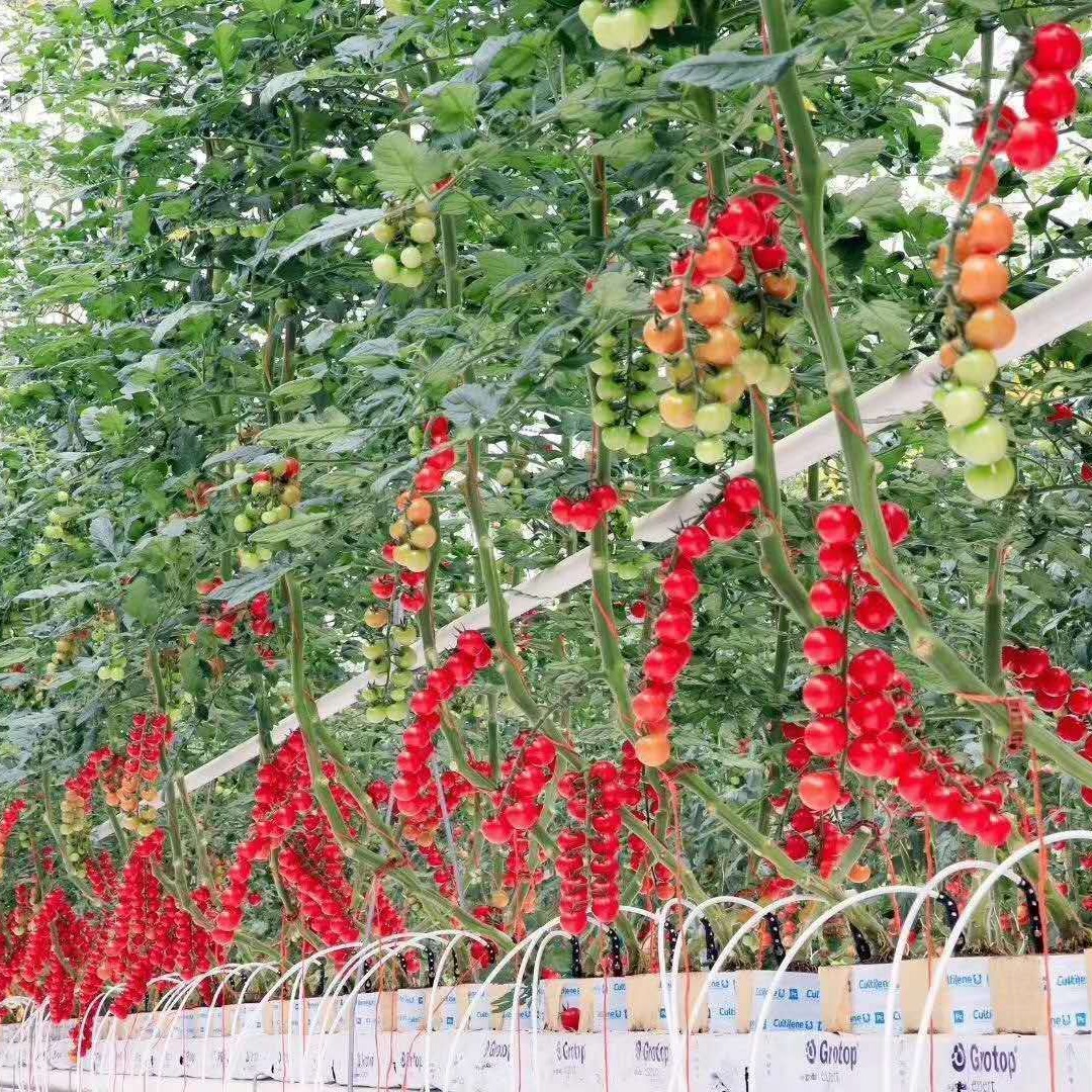 空中番茄树 无土栽培气雾培 无土栽培水培 青州鑫泽图片