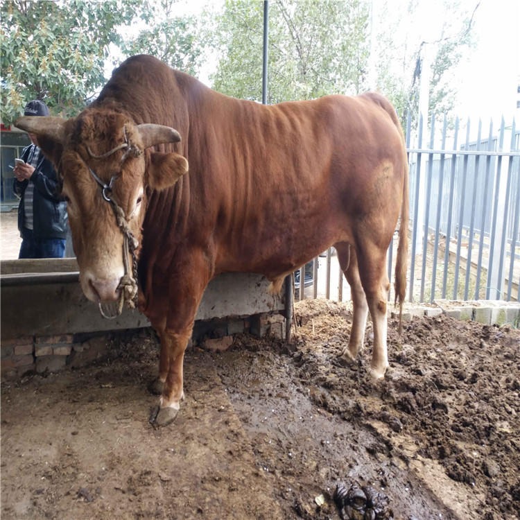 肉牛养殖场批发肉牛犊 西门塔尔牛 龙翔 鲁西黄牛 小牛犊子价格