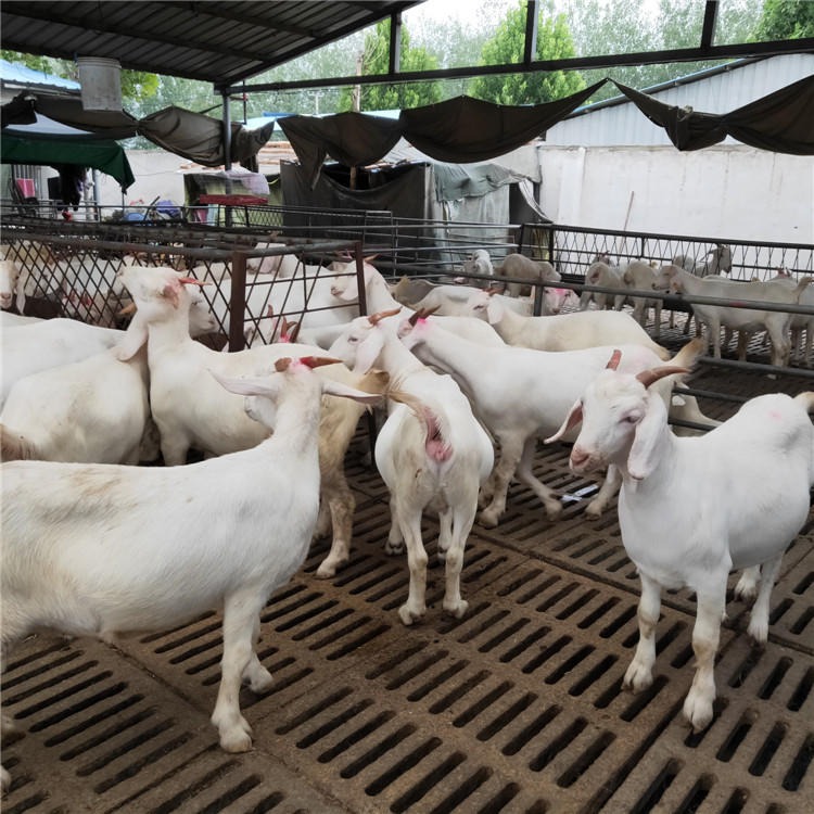 怀孕美国白山羊 白山羊价格 育肥羊羔养殖技术 龙翔牧业
