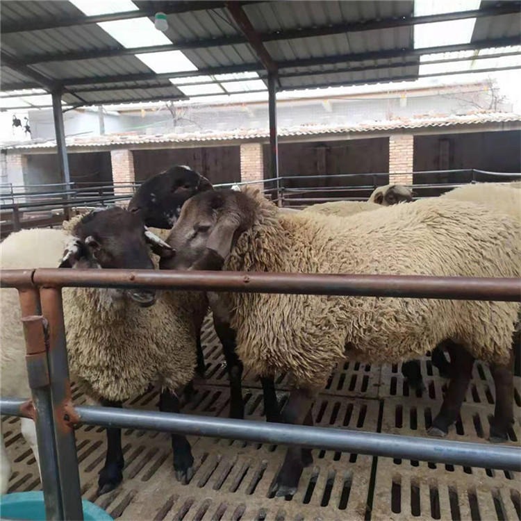 杜泊种公羊 商品羊 架子羊 通凯养殖基地