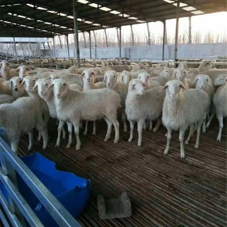 小尾寒羊 小尾寒羊新品种 农业养殖小尾寒羊羊羔 三友 山东小尾寒羊养殖场 大量出售