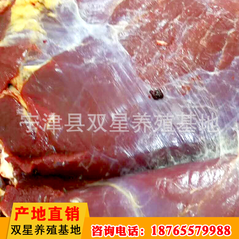 厂家直销 蒙古进口新鲜马肉营养价值高 养殖基地批发 欢迎选购示例图7