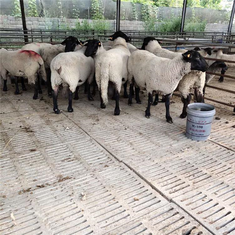 山东萨福克羊种羊养殖基地 通凯 30斤萨福克羊价格 签订回收合同示例图8