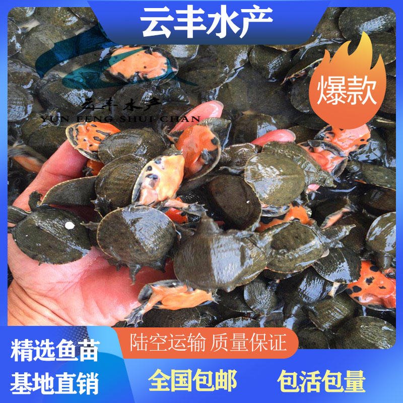 齐齐哈尔水鱼苗供应商 批发台湾鳖苗 专业供应团鱼苗