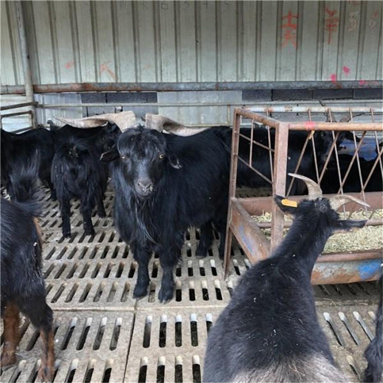 黑山羊种羊 通凯养殖场 高脚黑山羊价格便宜 重庆努比亚黑山羊养殖场