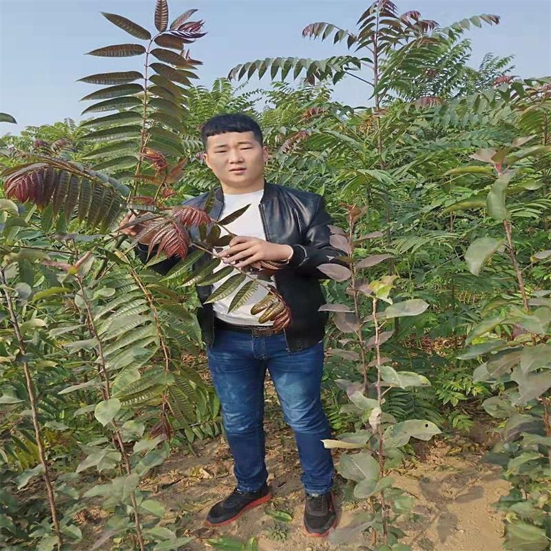 山东泰安苗圃出售一年生红油香椿苗 60高红油香椿苗价格 大棚香椿苗  迎春图片