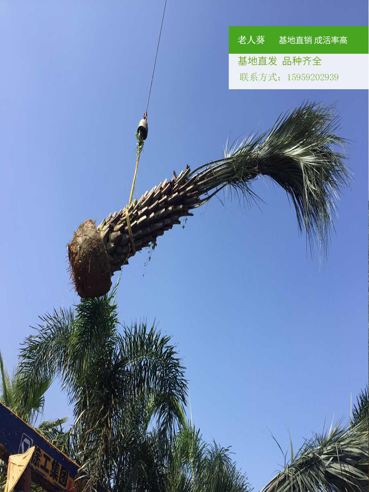 老人葵棕榈 杆高1米至8米规格齐老人葵 可作景观树风景抗风蒲葵苗示例图14