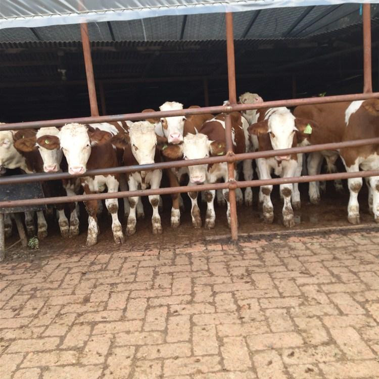 贵州西门塔尔小牛苗厂家 400斤西门塔尔牛苗价格 通凯 买小牛苗来正规厂家示例图11