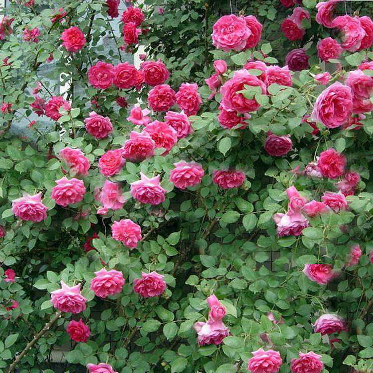 基地直销 各种藤本植物  优质爬墙梅红花蔷薇四季开花 爬墙蔷薇示例图7