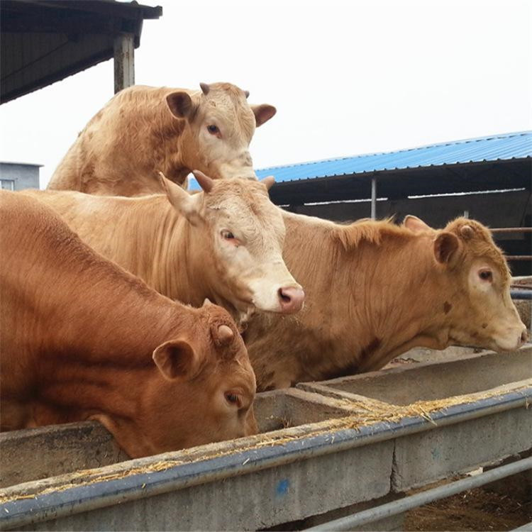 西门塔尔牛养殖视频挑选 西门塔尔小牛母牛犊出售 通凯 四川牛犊示例图6
